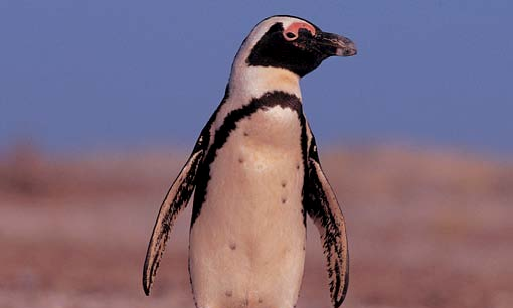 African Penguin Awareness Day 2020 Capenature 9362